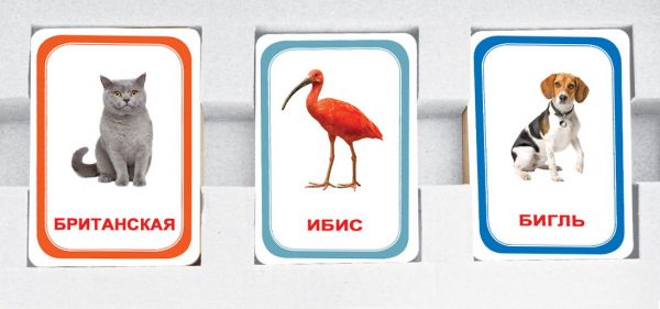 Вундеркинд с пелёнок Парочки Мемо для детей 1 породы кошек птицы породы собак 4612731631833