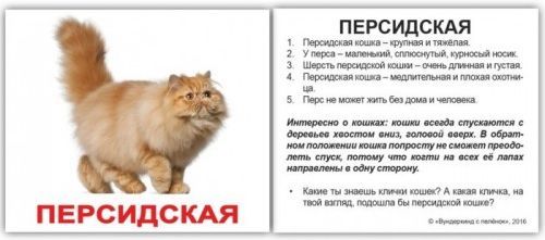 Породы кошек Вундеркинд с пеленок обучающие мини карточки для детей 98х83 мм 20 шт.