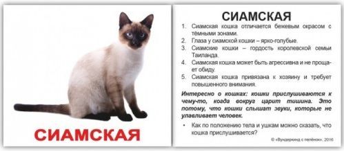 Породы кошек Вундеркинд с пеленок обучающие мини карточки для детей 98х83 мм 20 шт.